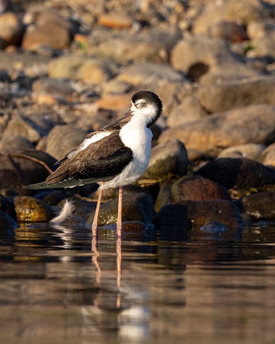Black-necked Stilt - ML640991717
