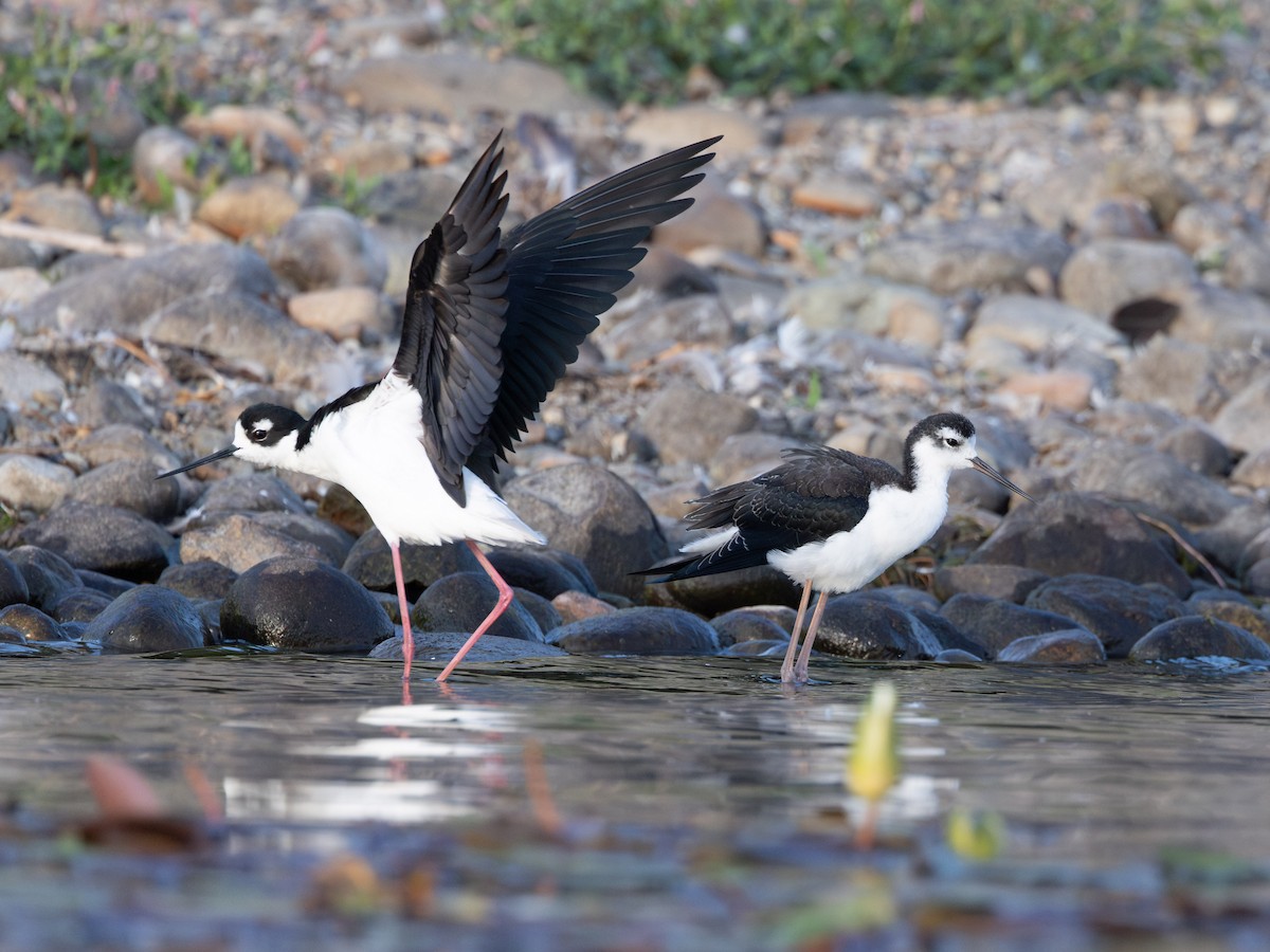 Black-necked Stilt - ML640991718