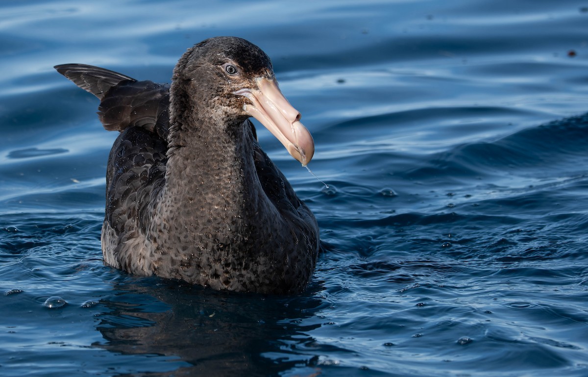 Northern Giant-Petrel - ML640991732