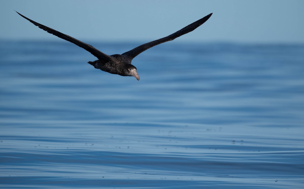 Northern Giant-Petrel - ML640991741