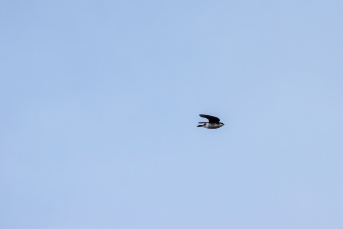Tree Swallow - ML640991749