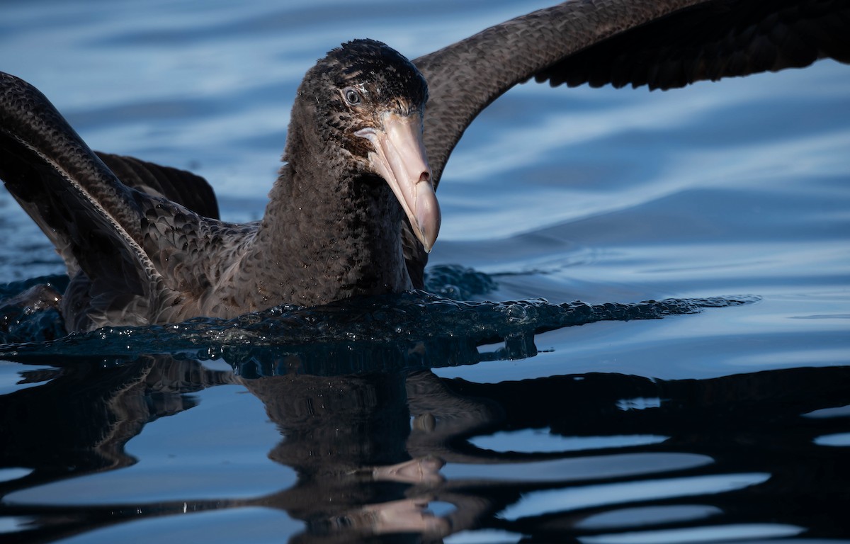 Northern Giant-Petrel - ML640991750