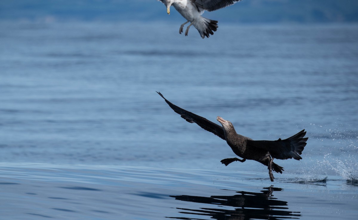 Northern Giant-Petrel - ML640991751