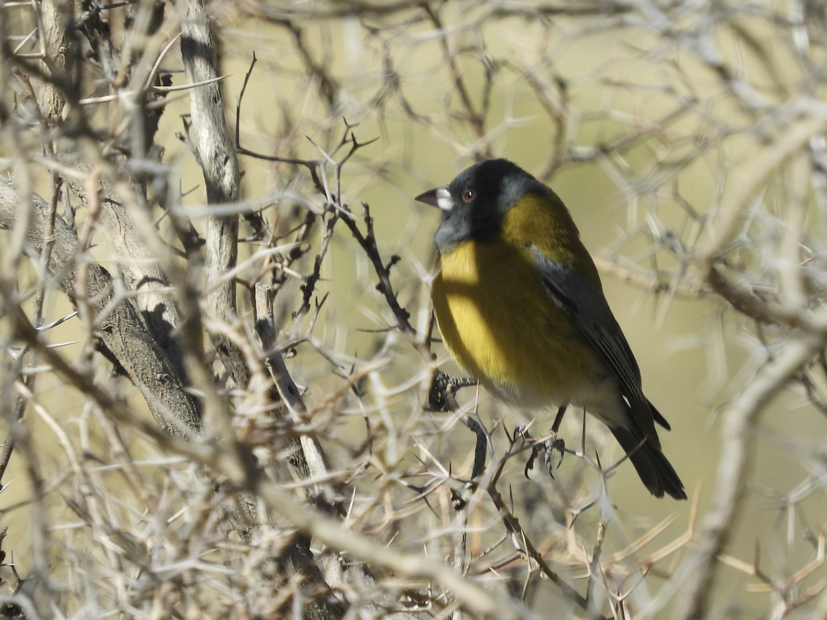 Gray-hooded Sierra Finch - ML640991818