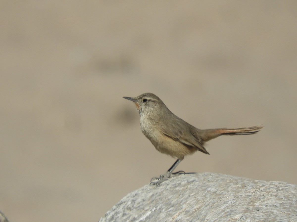 Cordilleran Canastero - ML640991822