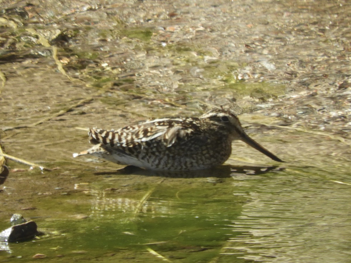Puna Snipe - ML640991848