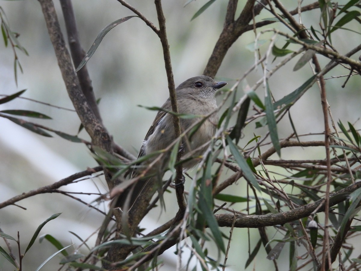 Altuni Islıkçı - ML640991928