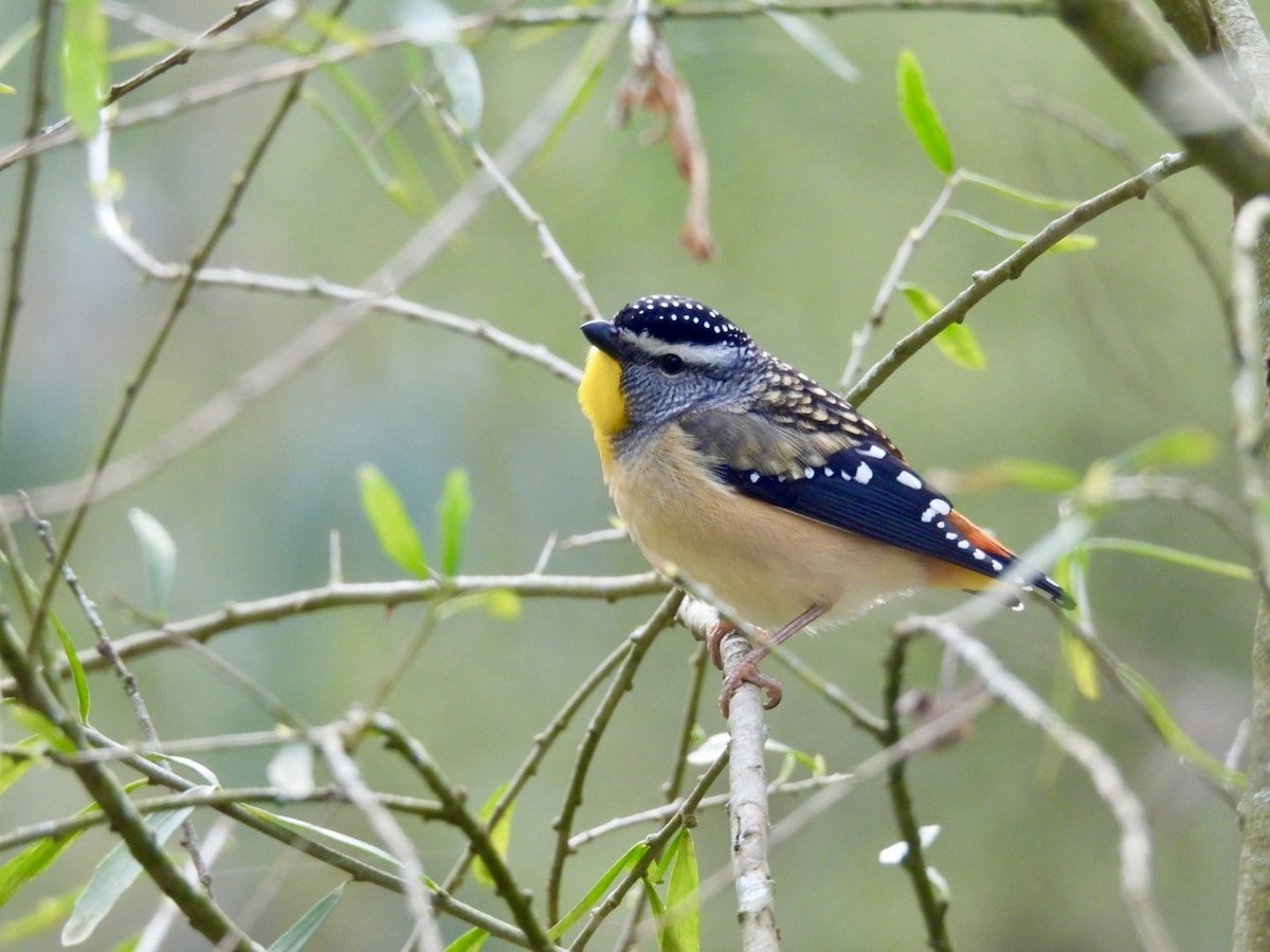 Benekli Panterkuşu - ML640991936