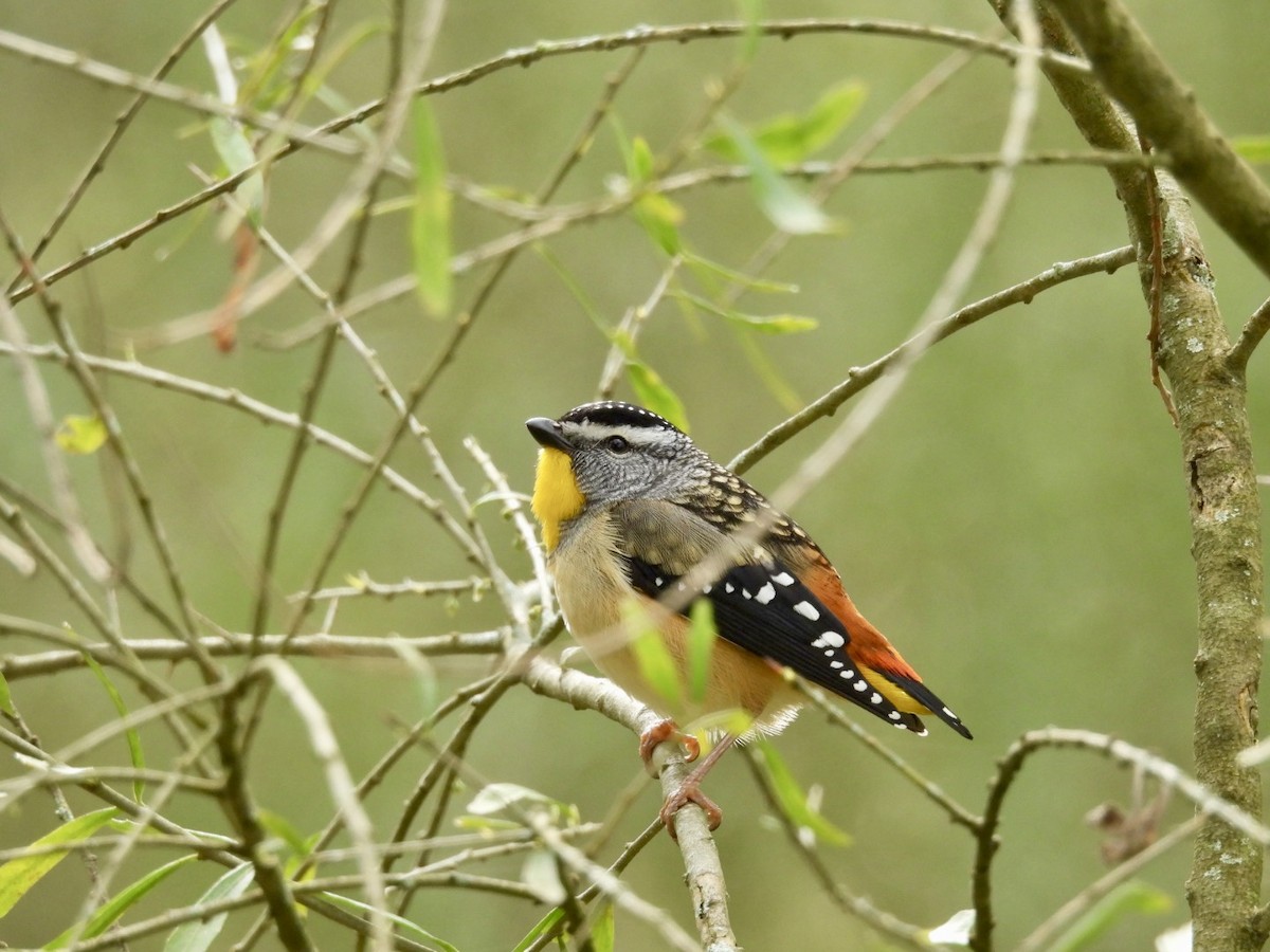 Benekli Panterkuşu - ML640991937