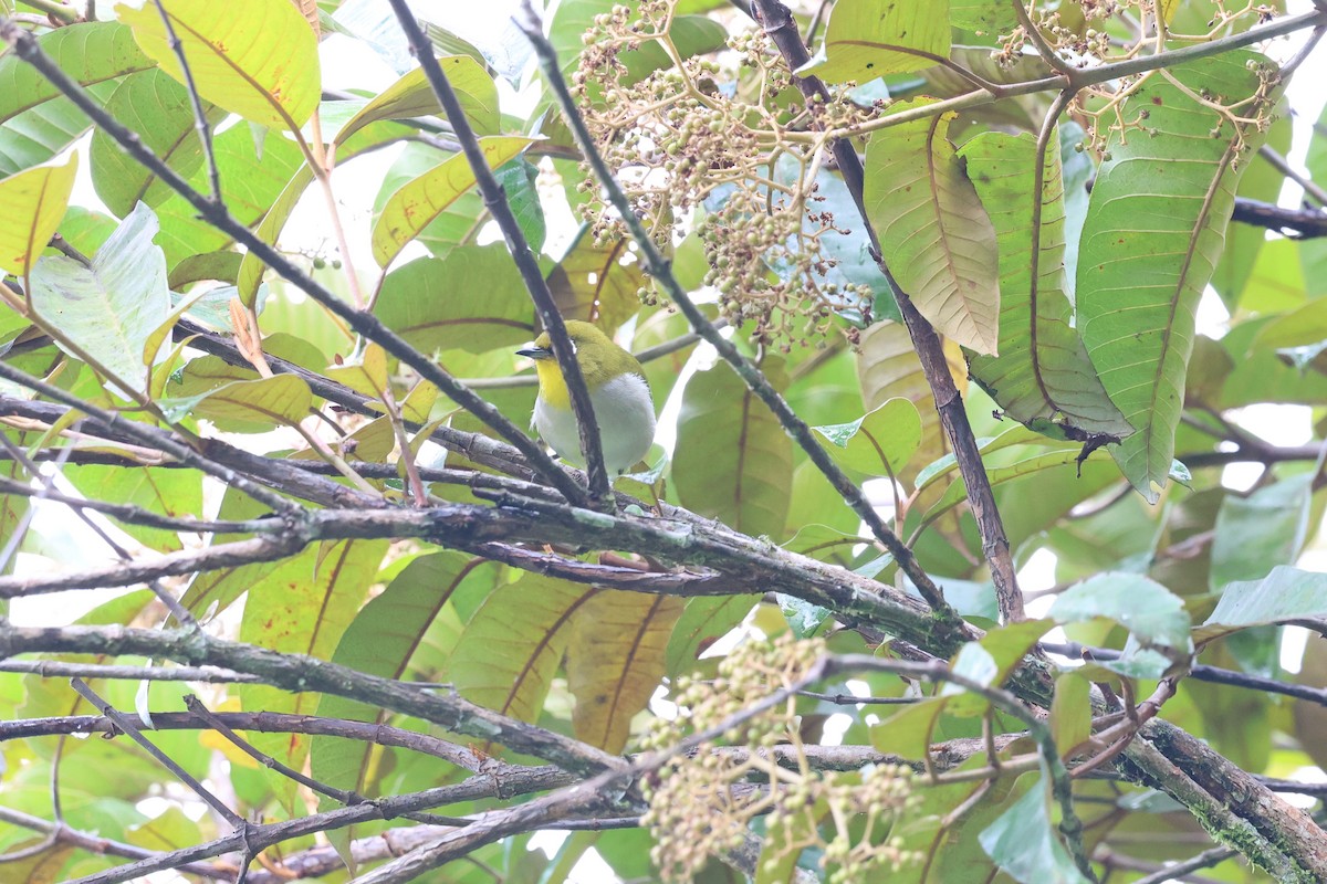 Malagasy White-eye - ML640991942