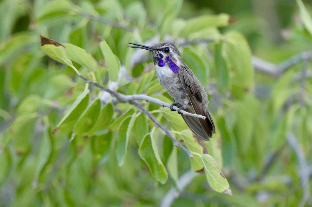 Costa's Hummingbird - ML640992026