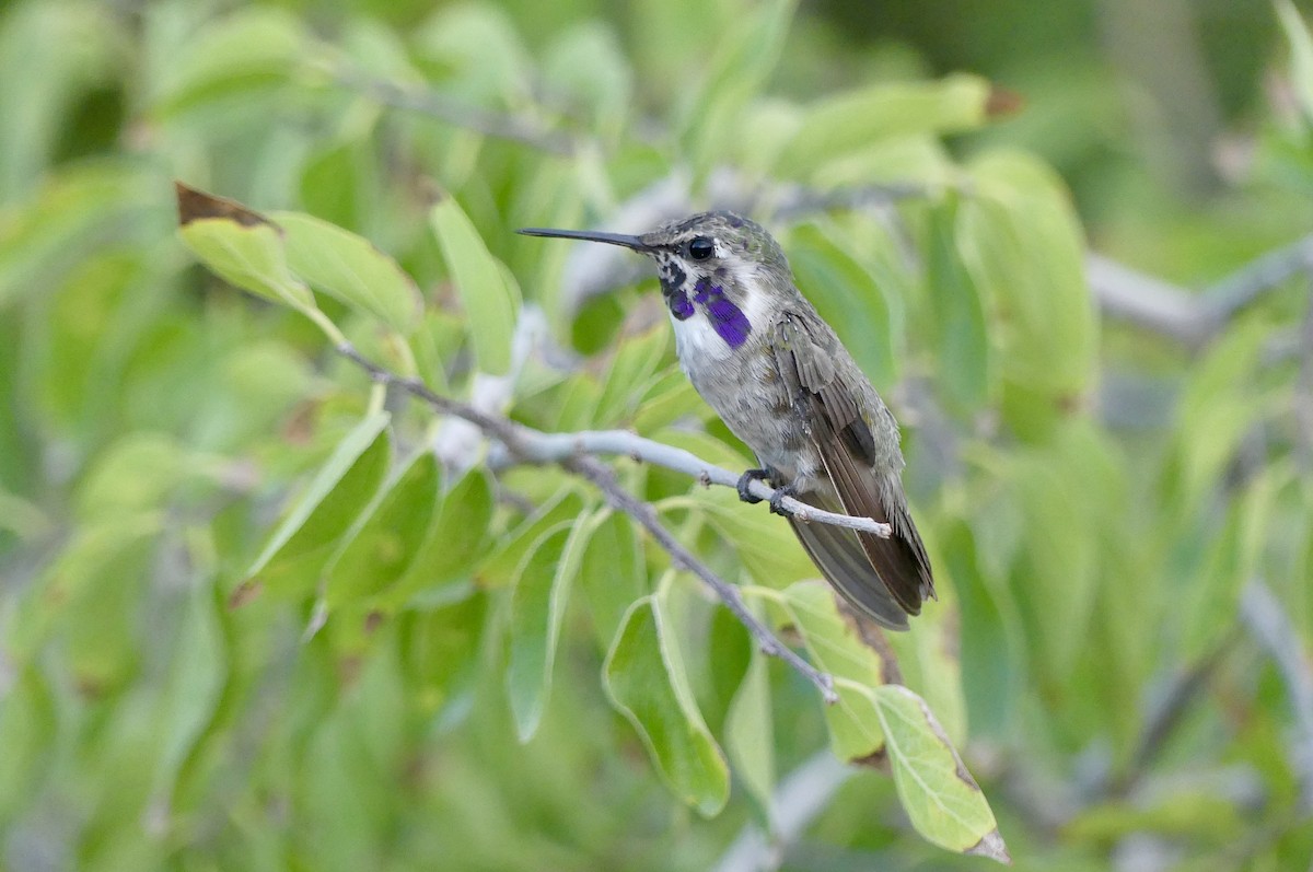 Costa's Hummingbird - ML640992027