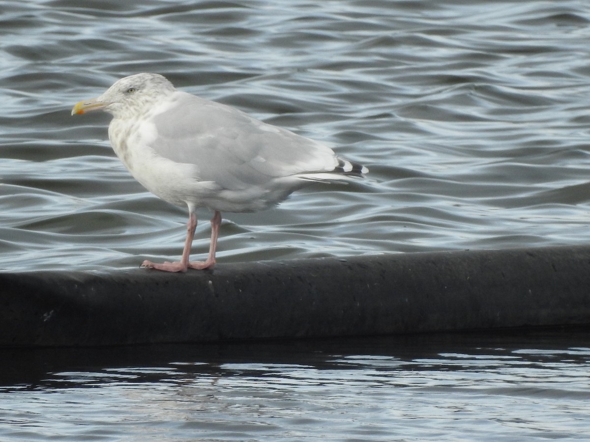 Larus sp. - ML640992040
