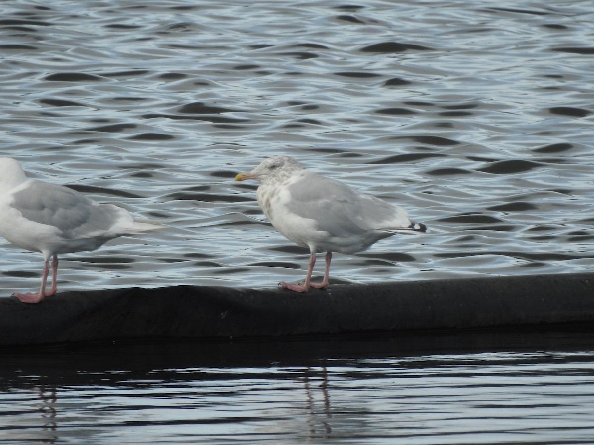Larus sp. - ML640992042