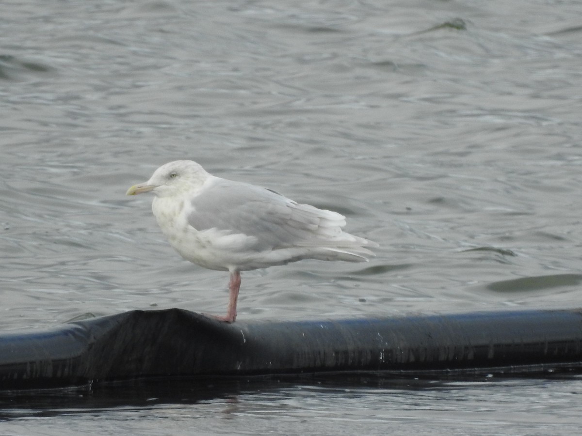Glaucous x Glaucous-winged Gull (hybrid) - ML640992048