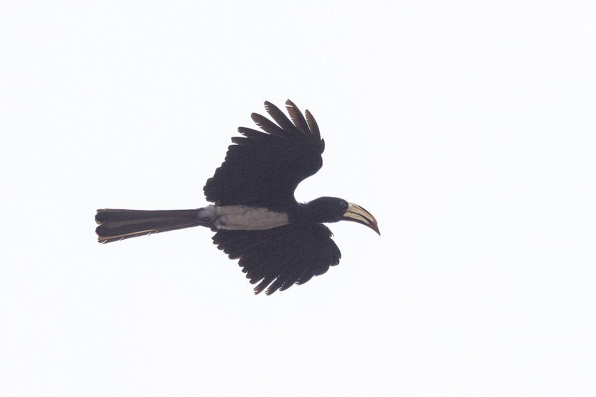 Congo Pied Hornbill - ML640992067