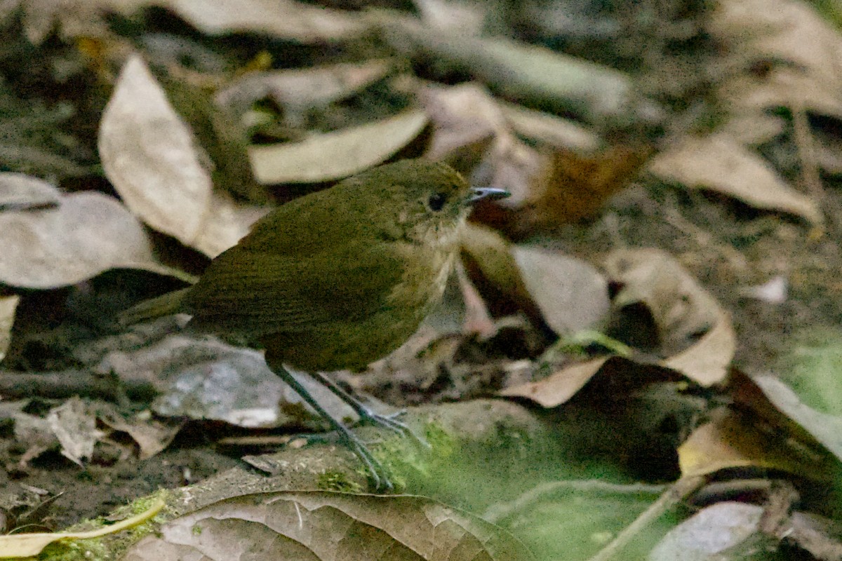 Lesser Shortwing - ML640992074