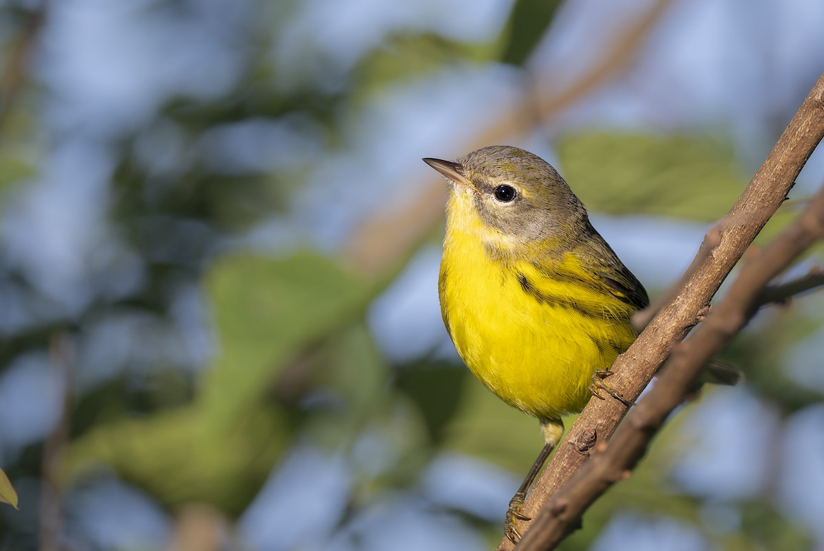 Prairie Warbler - ML640992100