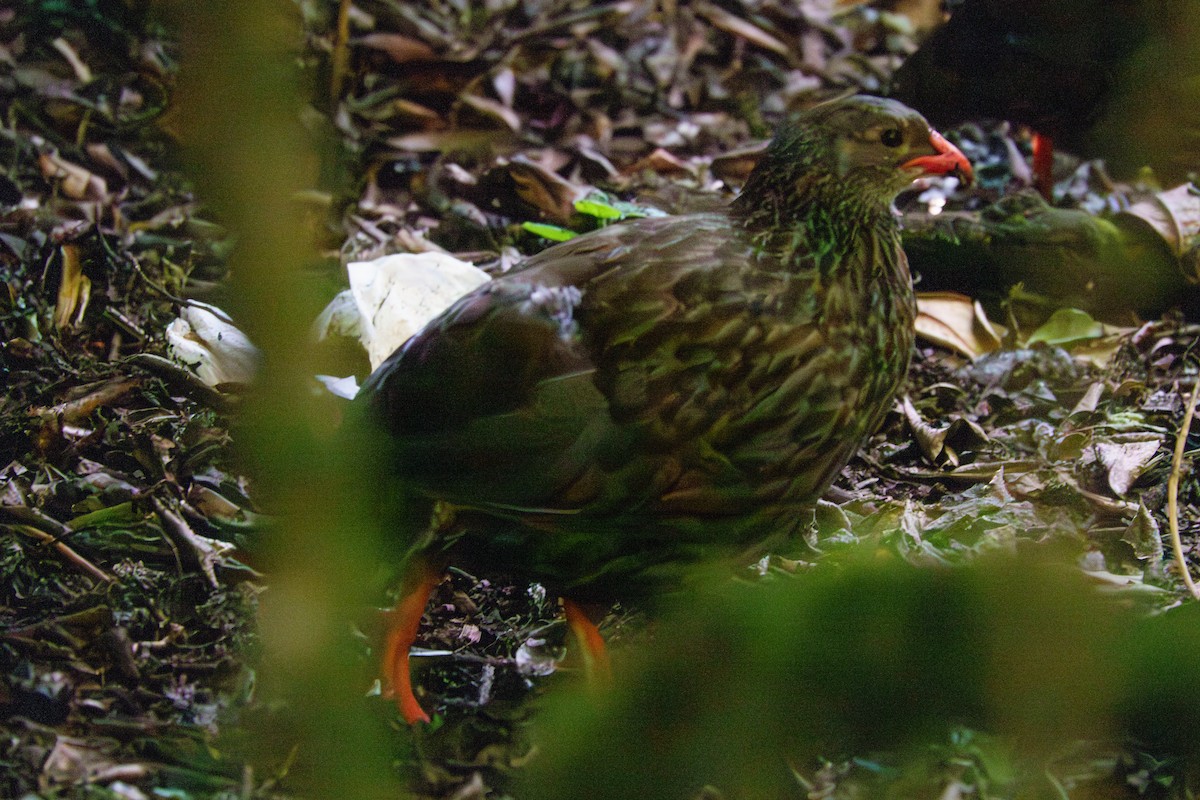 Scaly Spurfowl - ML640992112