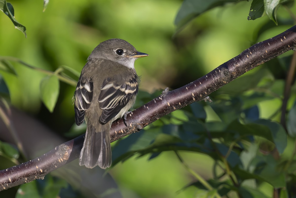 Least Flycatcher - ML640992122