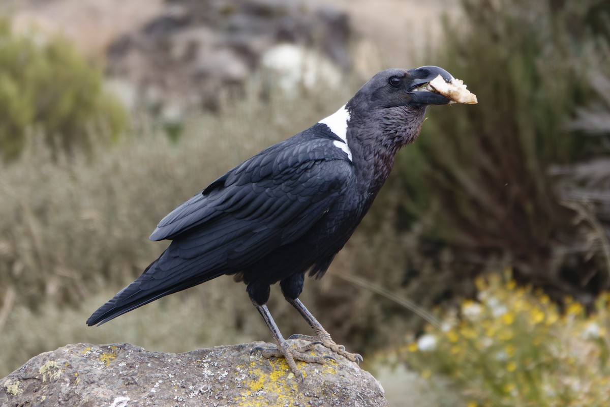 White-necked Raven - ML640992149