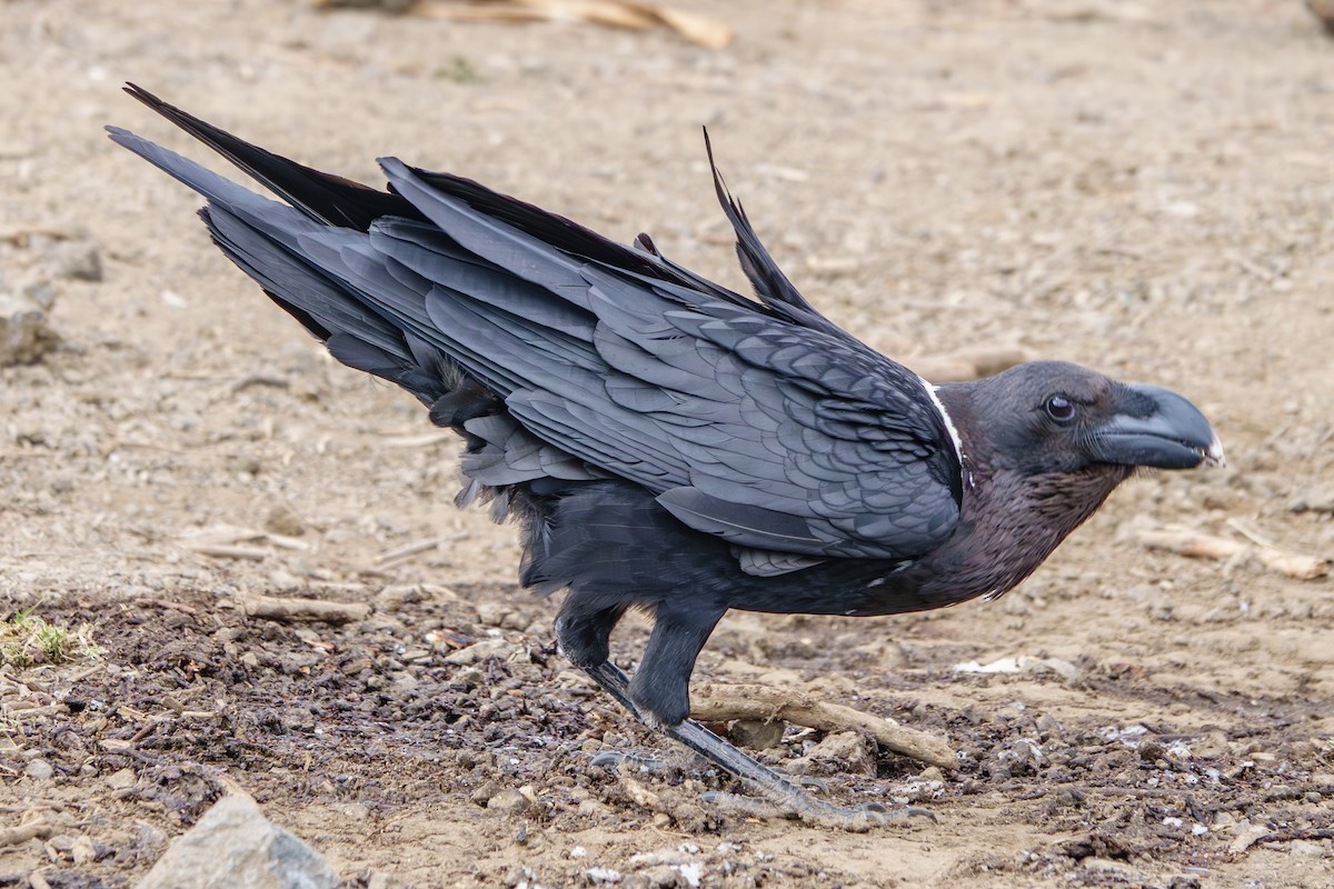 White-necked Raven - ML640992150