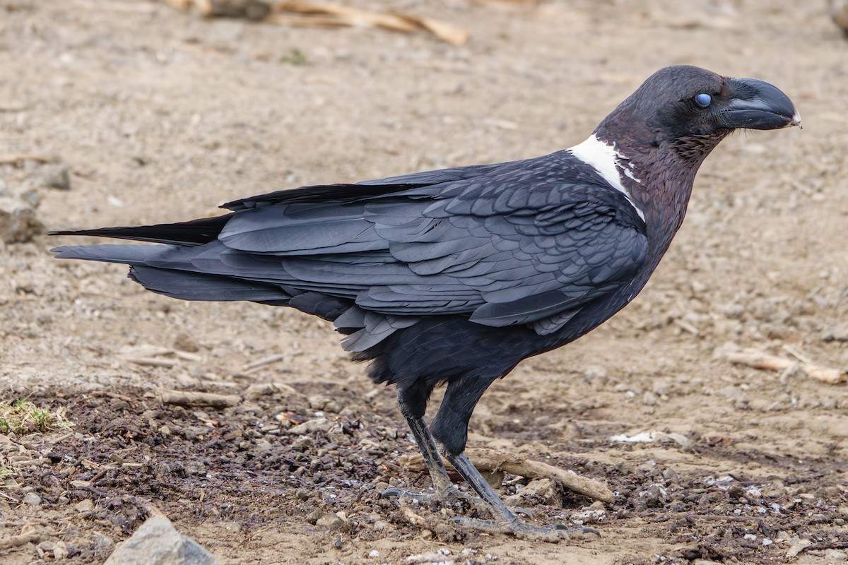 White-necked Raven - ML640992151