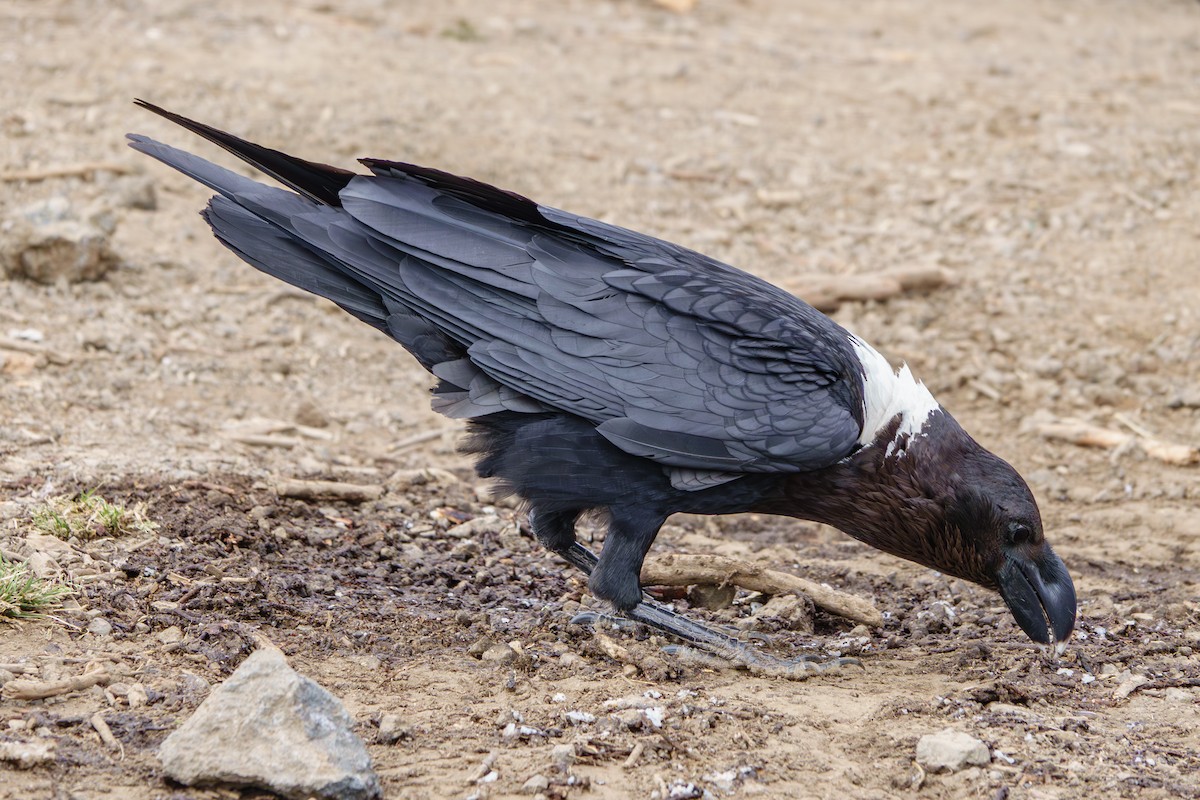 White-necked Raven - ML640992152