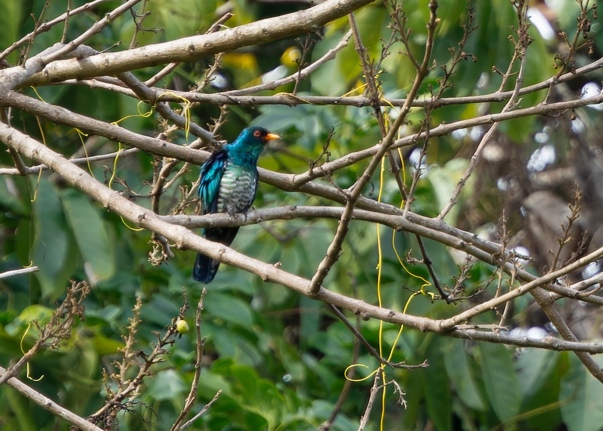 Asian Emerald Cuckoo - ML640992154