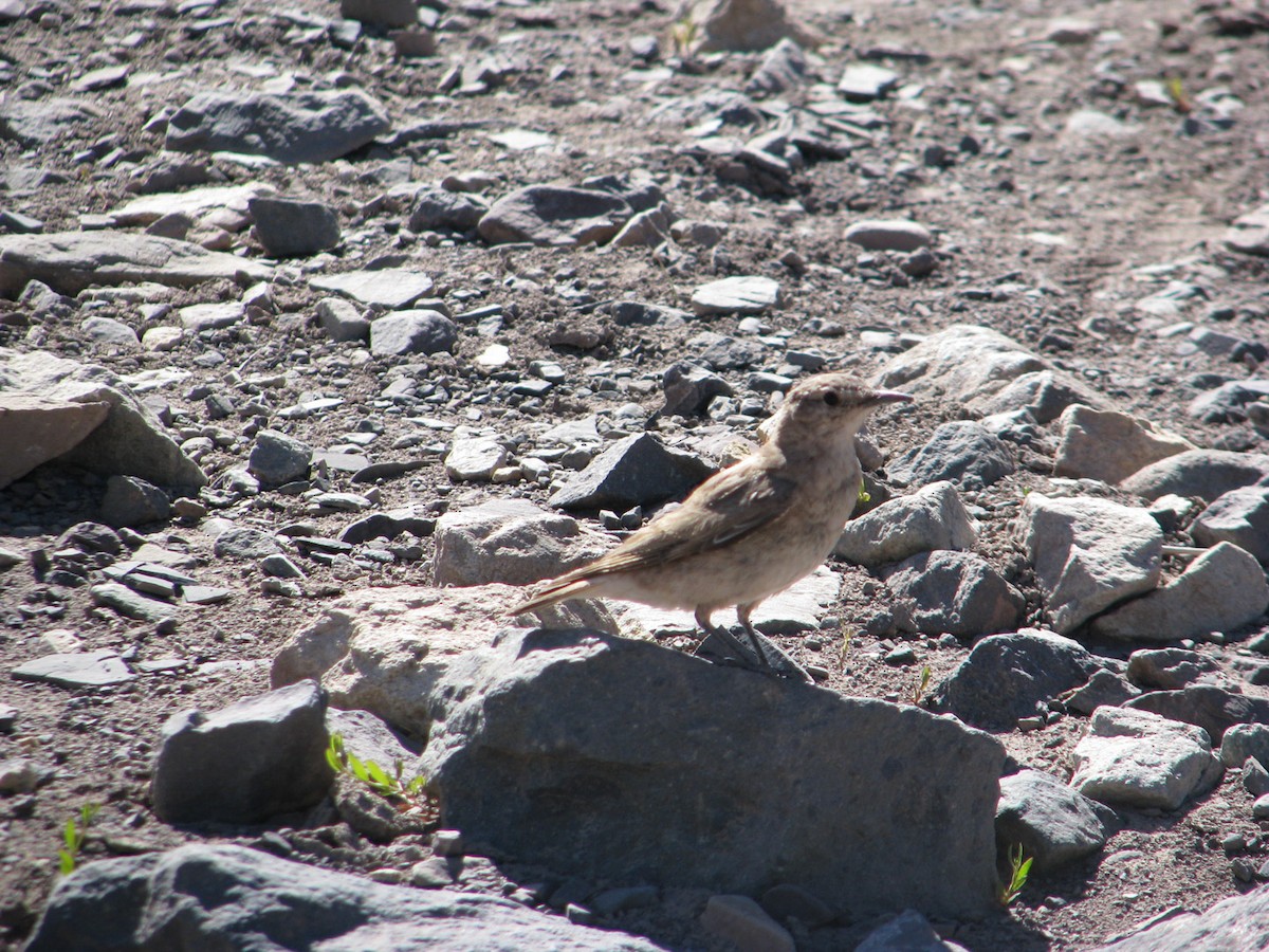 Creamy-rumped Miner - ML640992183