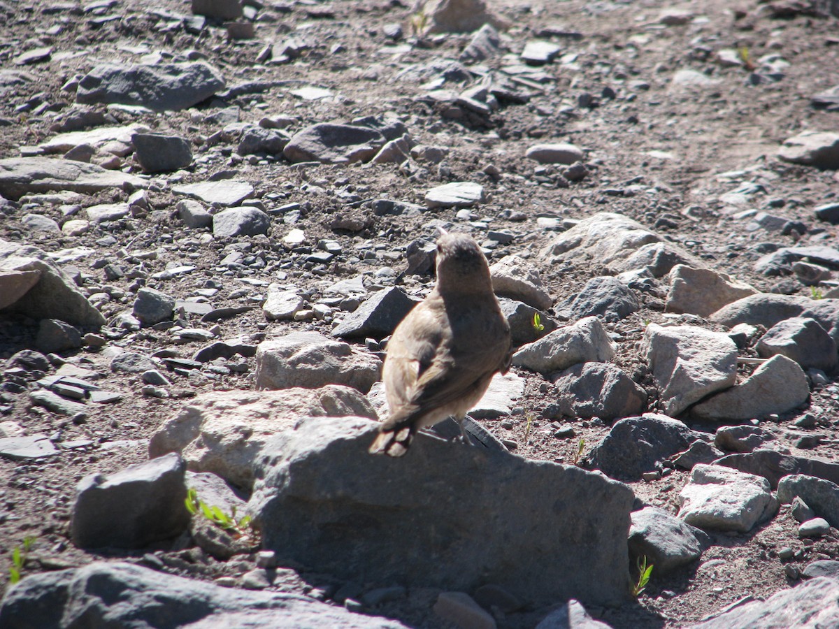 Creamy-rumped Miner - ML640992184