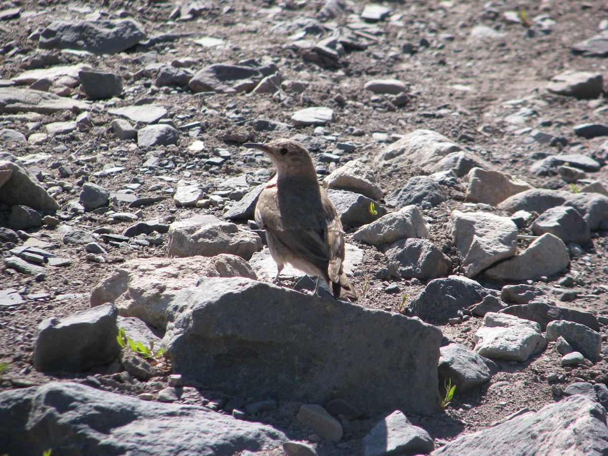 Creamy-rumped Miner - ML640992187