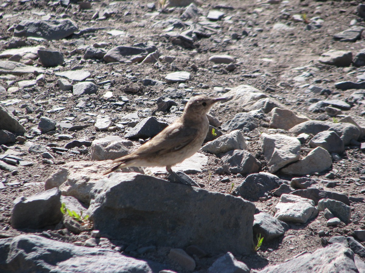 Creamy-rumped Miner - ML640992188