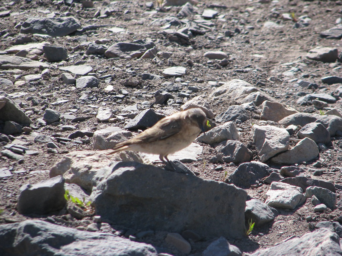 Creamy-rumped Miner - ML640992190