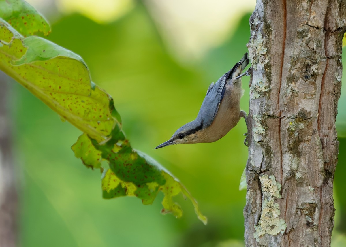 Burmese Nuthatch - ML640992204