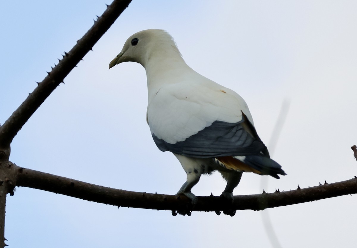 Torresian Imperial-Pigeon - ML640992227