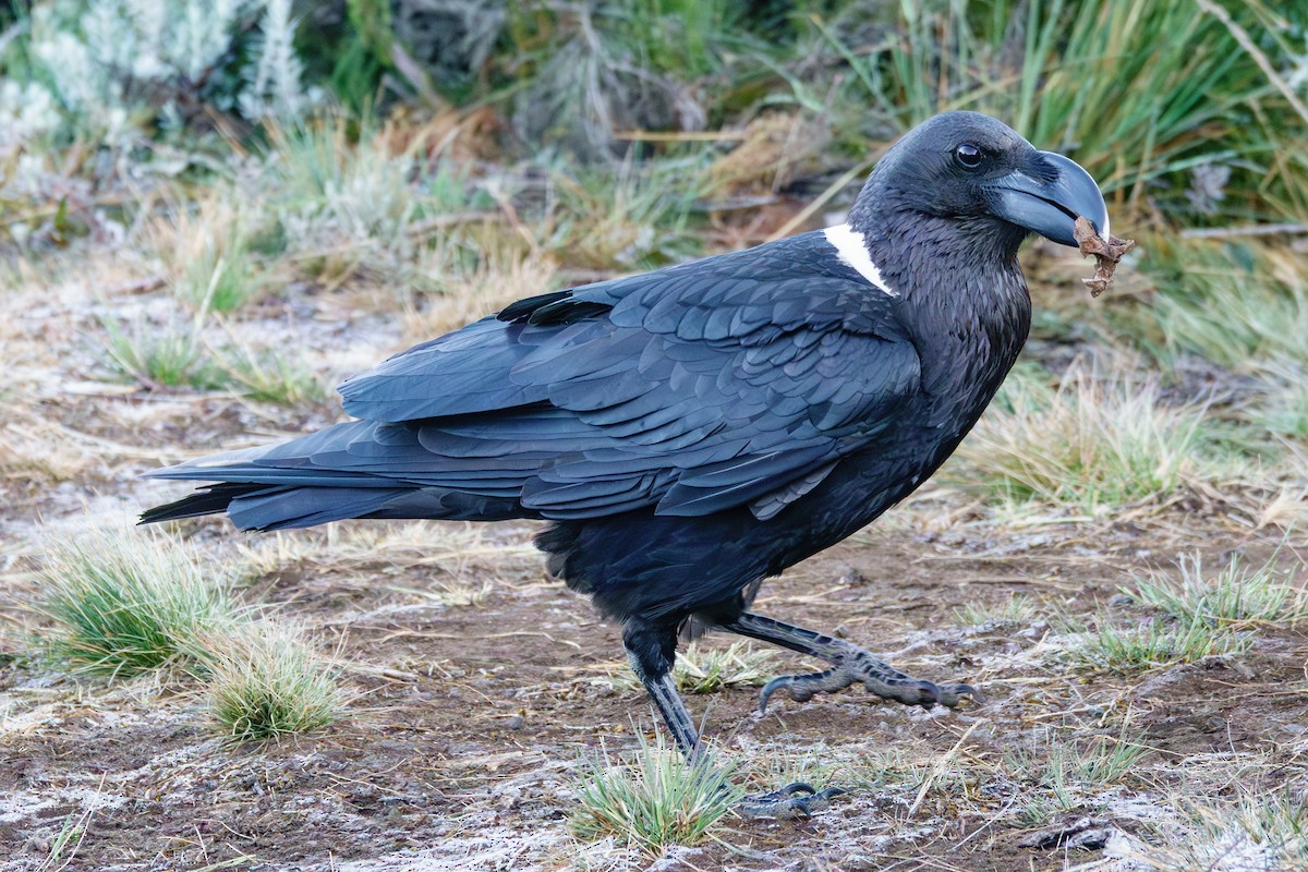 White-necked Raven - ML640992245