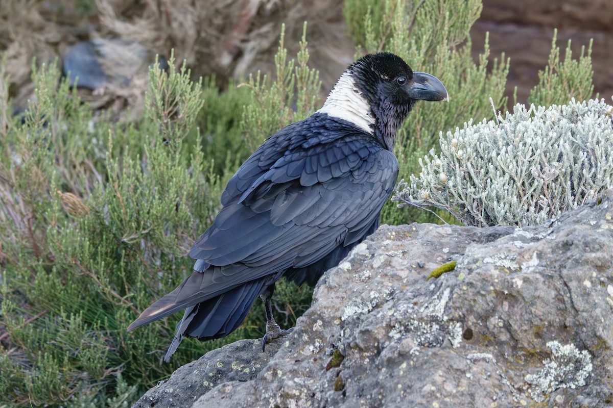 White-necked Raven - ML640992246