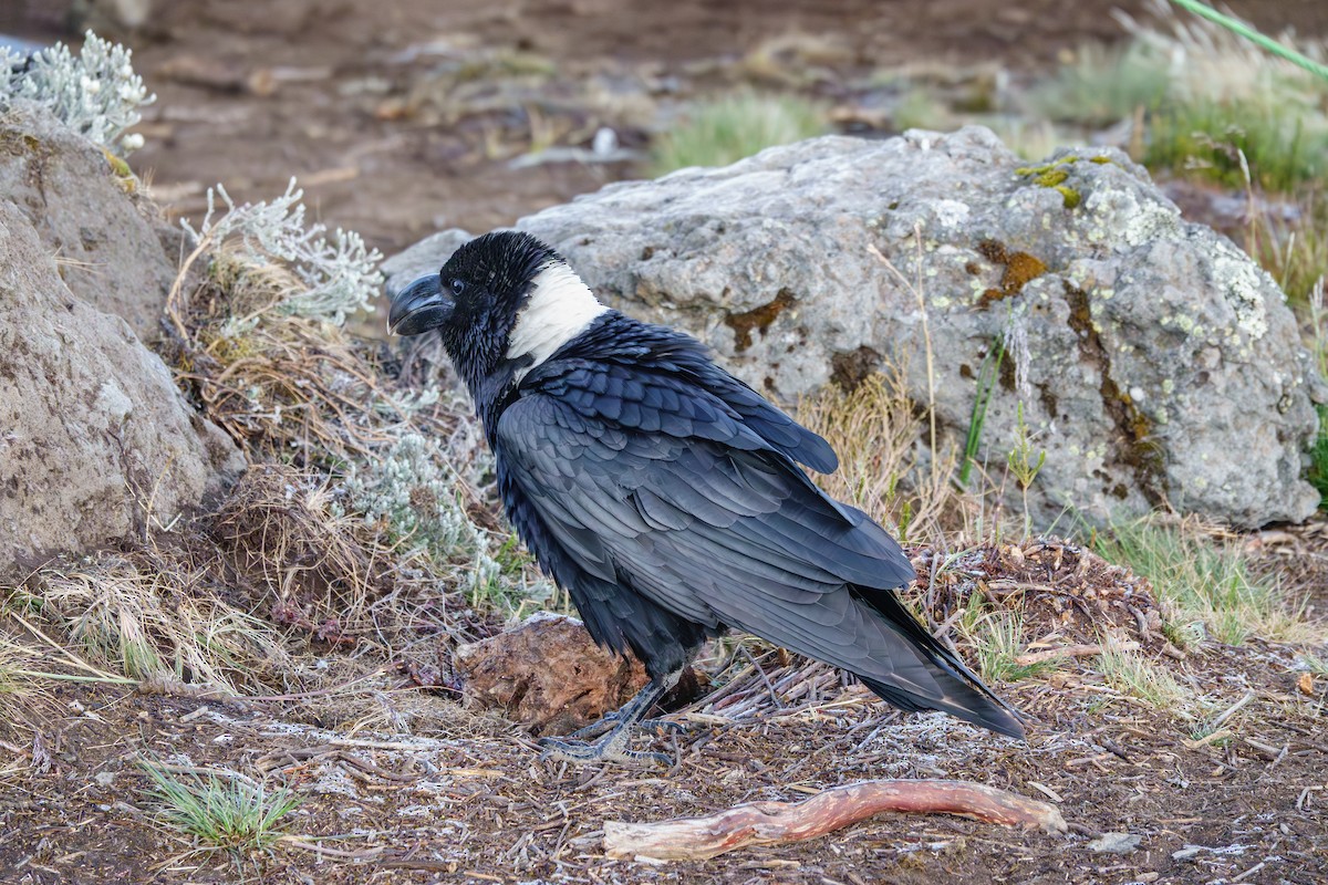 White-necked Raven - ML640992249