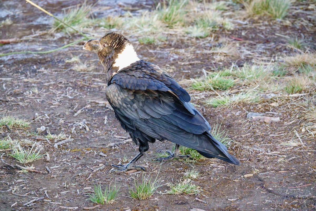 White-necked Raven - ML640992250