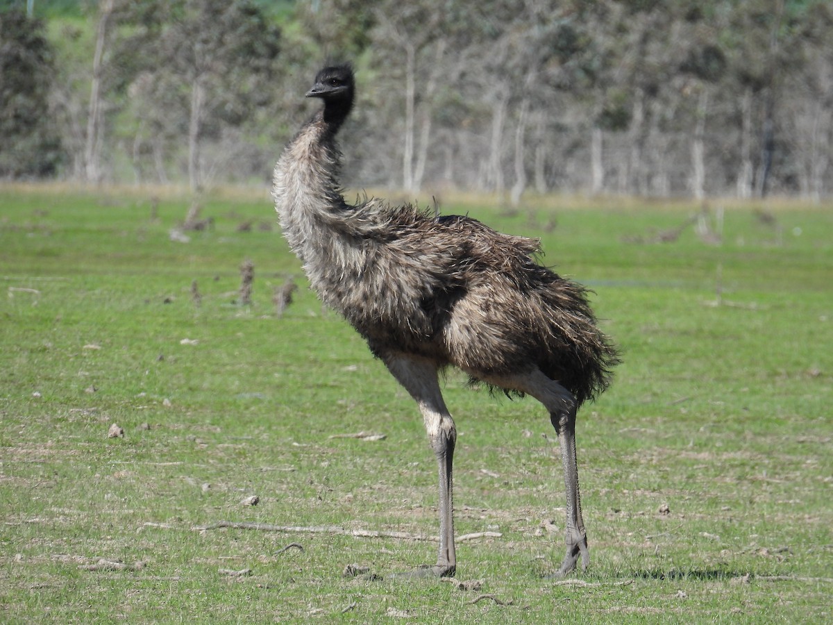 Emu - ML640992252