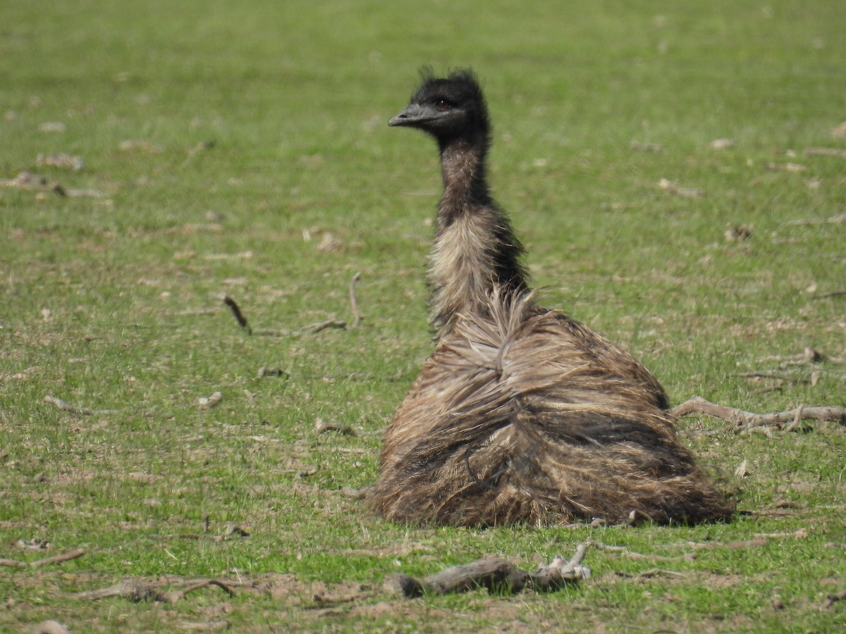 Emu - ML640992253
