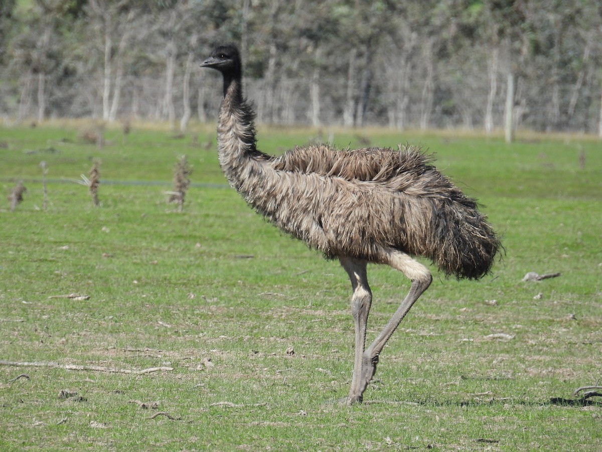 Emu - ML640992255