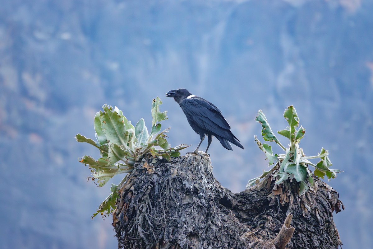 White-necked Raven - ML640992313