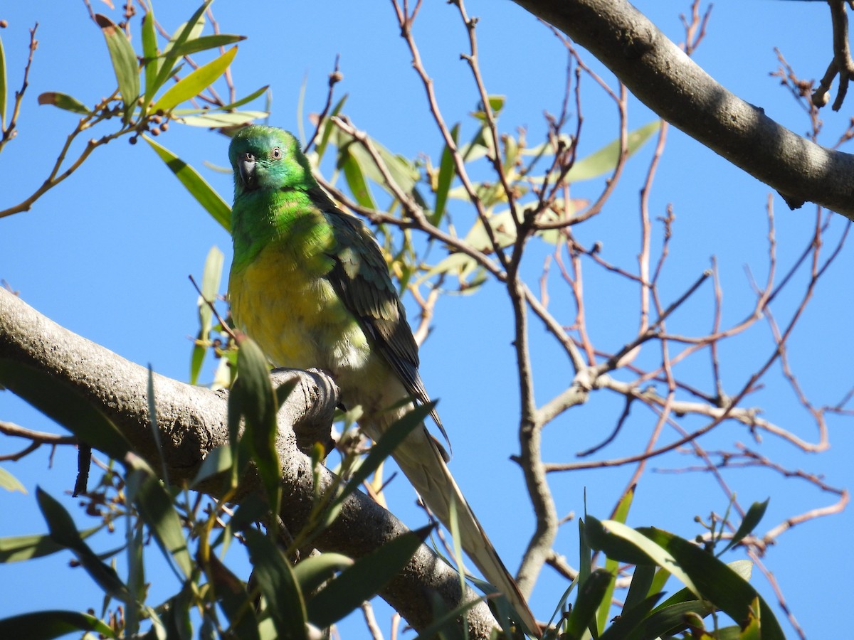 Red-rumped Parrot - ML640992318