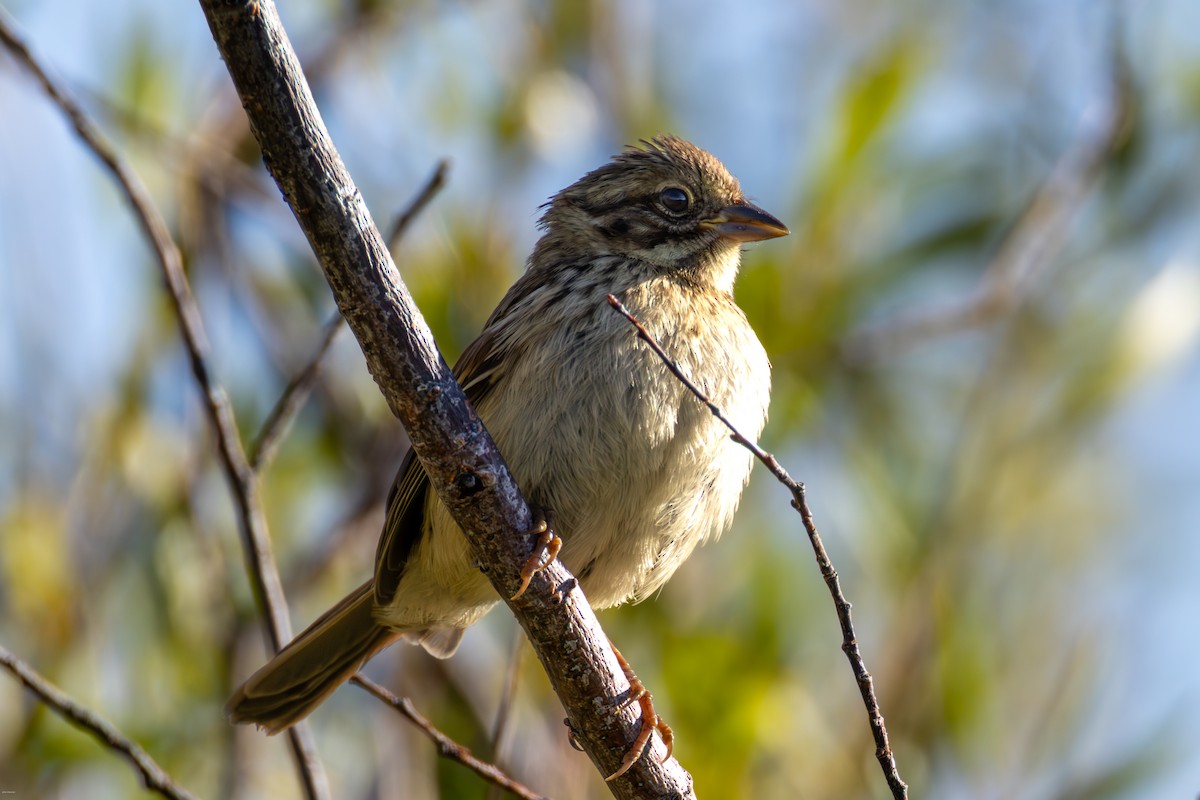 Mésange de Gambel - ML640992339