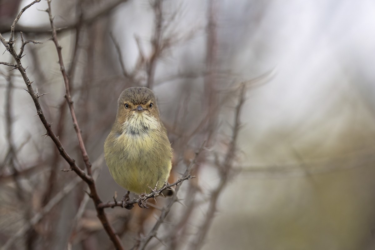 Weebill - ML640992345
