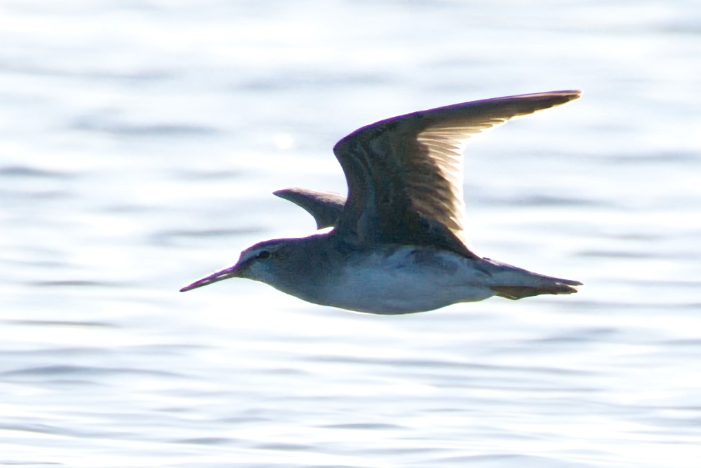 Gray-tailed Tattler - ML640992346