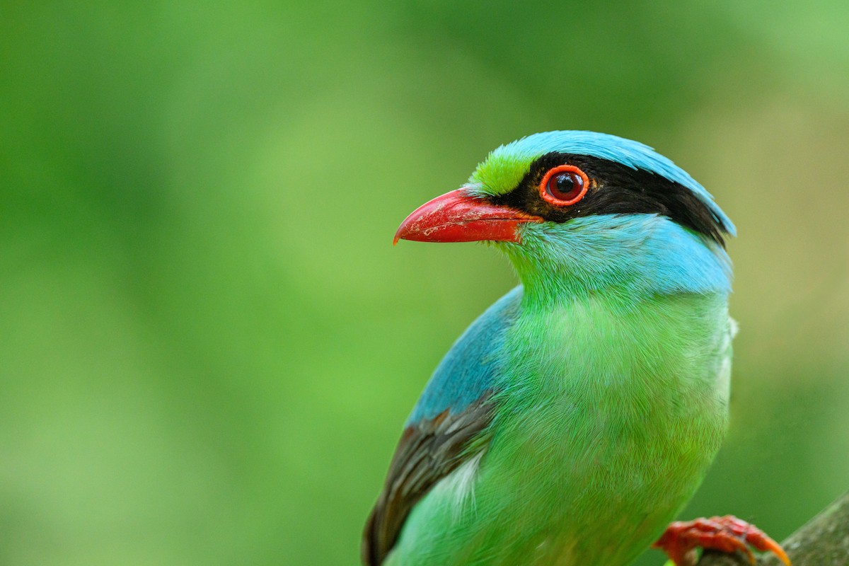Common Green-Magpie - ML640992367