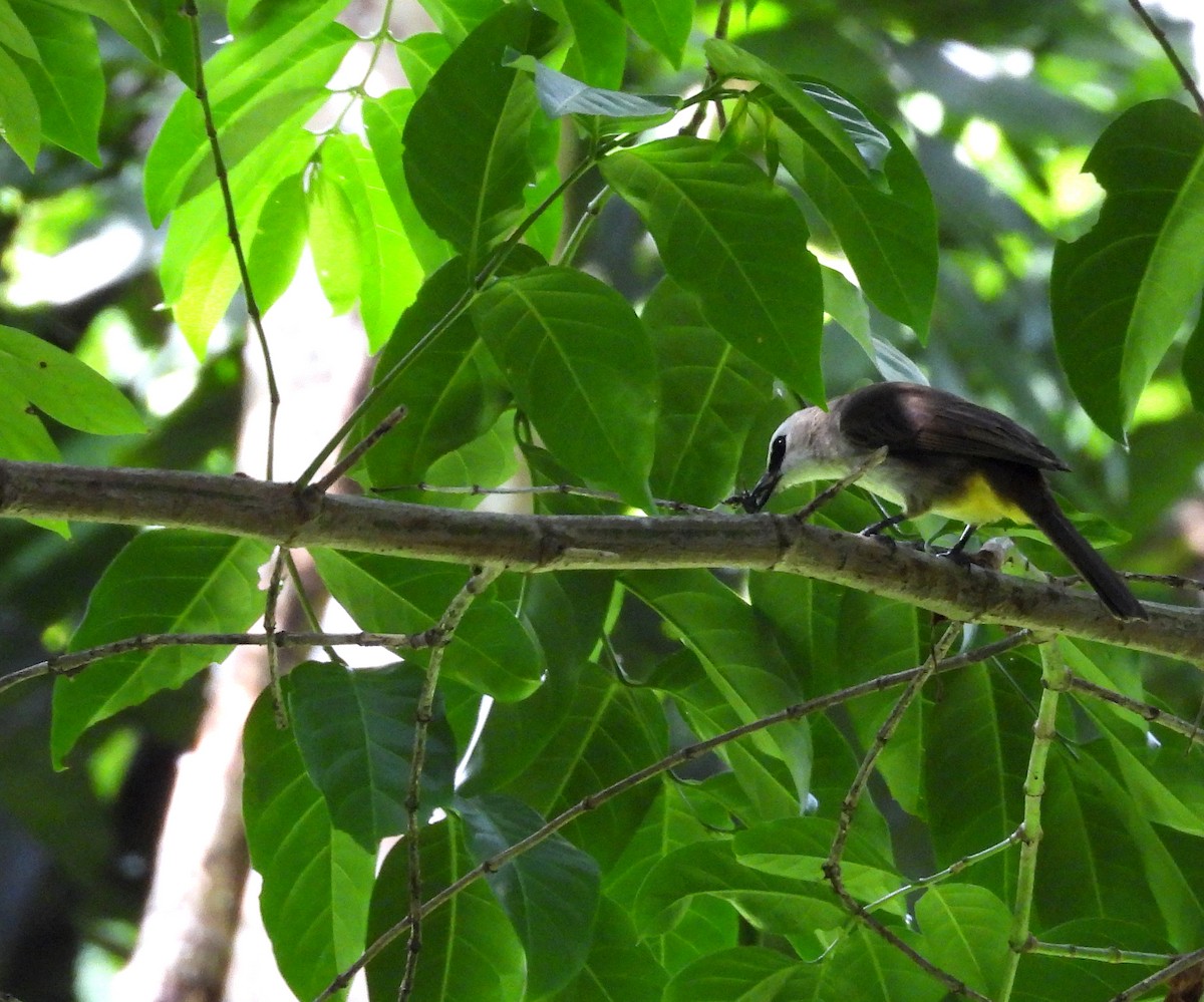 Yellow-vented Bulbul - ML640992391
